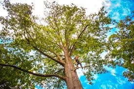 Best Storm Damage Tree Cleanup  in Asheville, NC